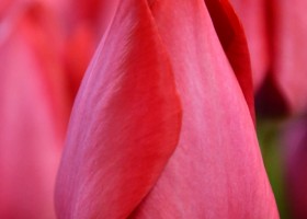 Tulipa Spryng Tide ® (4)